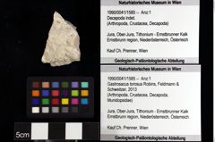 Foto (Objket + Etiketten) von Pithonoton sp. 